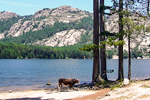 camping corse cote est camping corse cote est